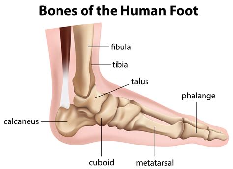 human foot diagram 